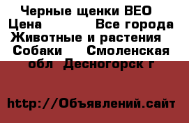 Черные щенки ВЕО › Цена ­ 5 000 - Все города Животные и растения » Собаки   . Смоленская обл.,Десногорск г.